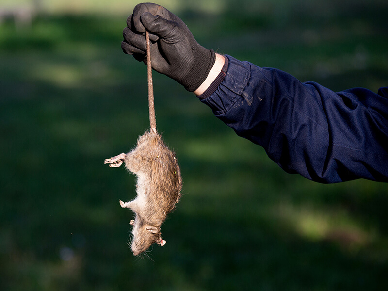 Person in Worker's Gloves Holding Rat by the Tail